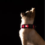 Ajexen Fiber Optic Waterproof LED Pet Collar – Rechargeable Magnetic Dog Collar with Reflective Night Safety