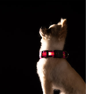 Ajexen Fiber Optic Waterproof LED Pet Collar – Rechargeable Magnetic Dog Collar with Reflective Night Safety