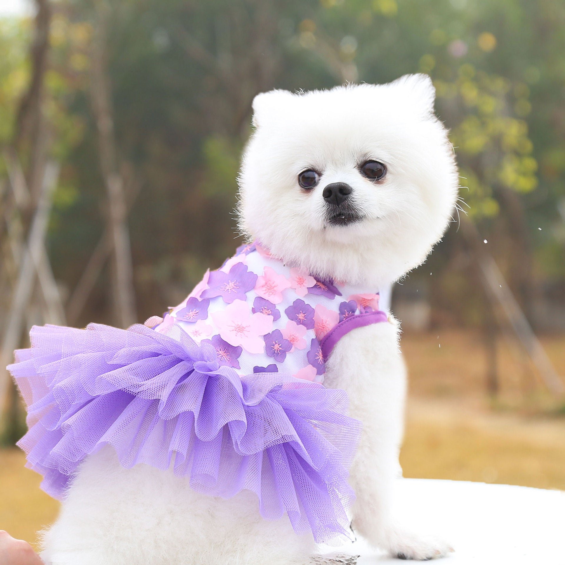 Ajexen Pet Dog Peach Blossom Skirt – Soft Cotton Princess Dress for Small & Medium Dogs | Cute Pet Clothing
